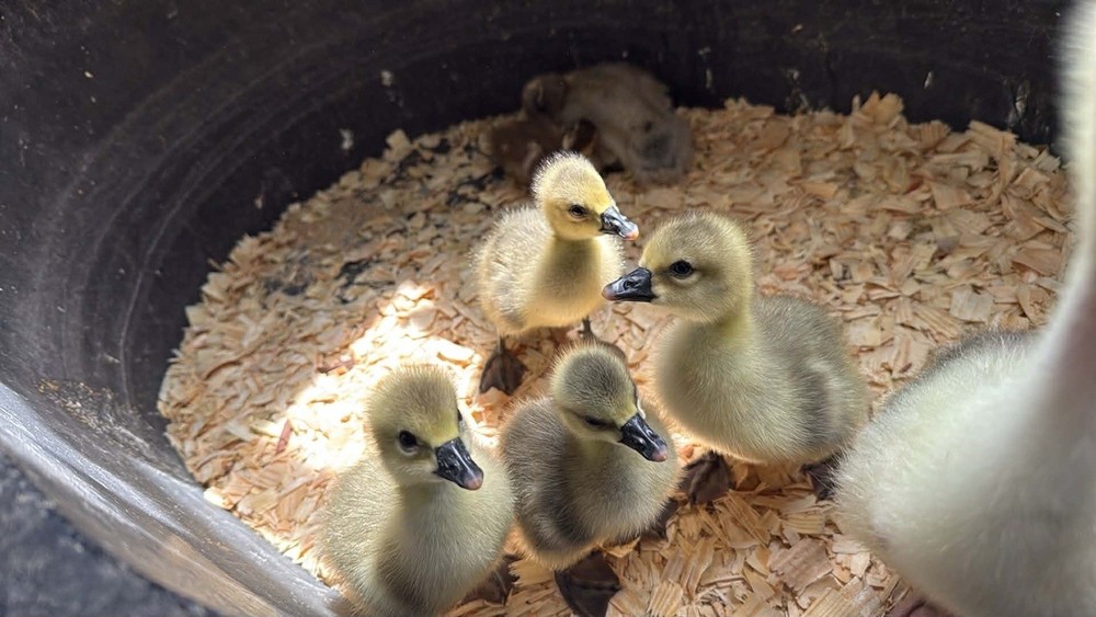 SURPRISE Mixed Chicken, Duck, Goose hatching eggs