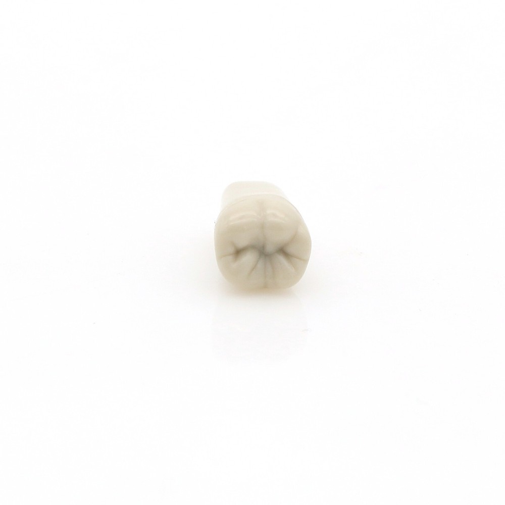 860 Type Dental Tooth Model Columbia Dentoform With 32pcs Replacement Teeth