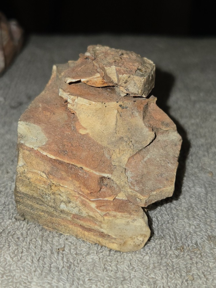 Unique & Naturally Shaped Petrified Wood Display Piece!