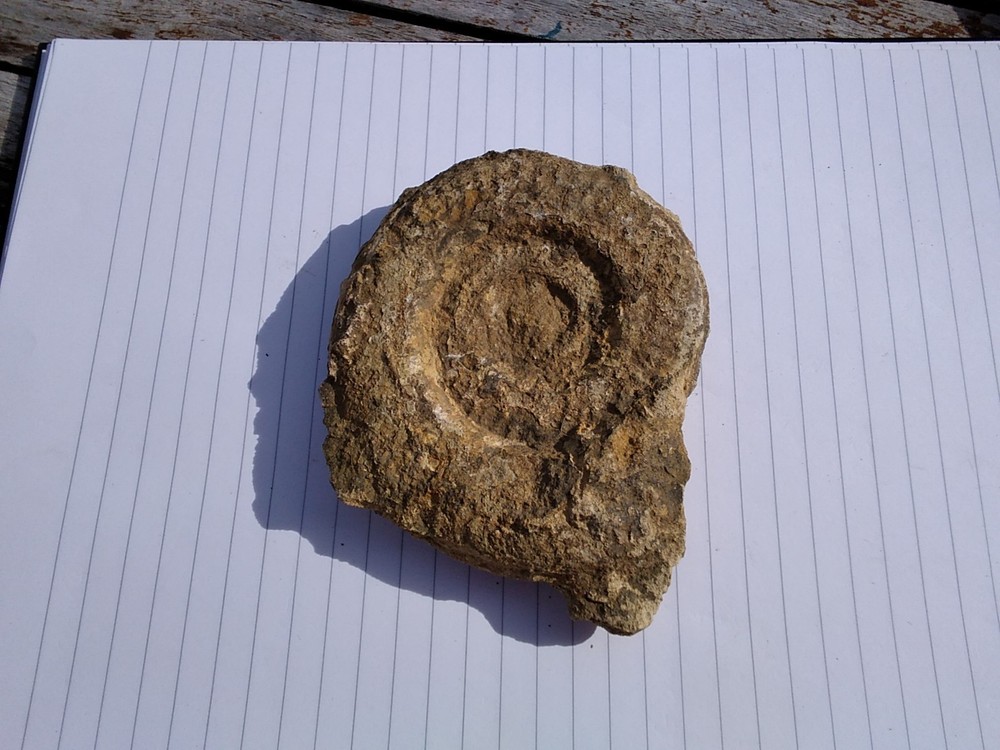 Ammonites x 2