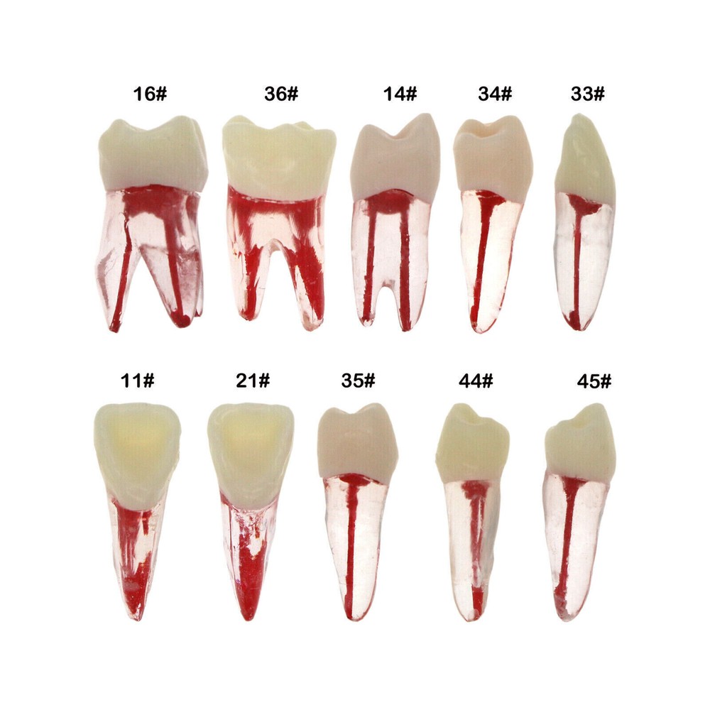Dental Endo Root Canal Teeth Models Study RCT Practice Typodont Model#8006
