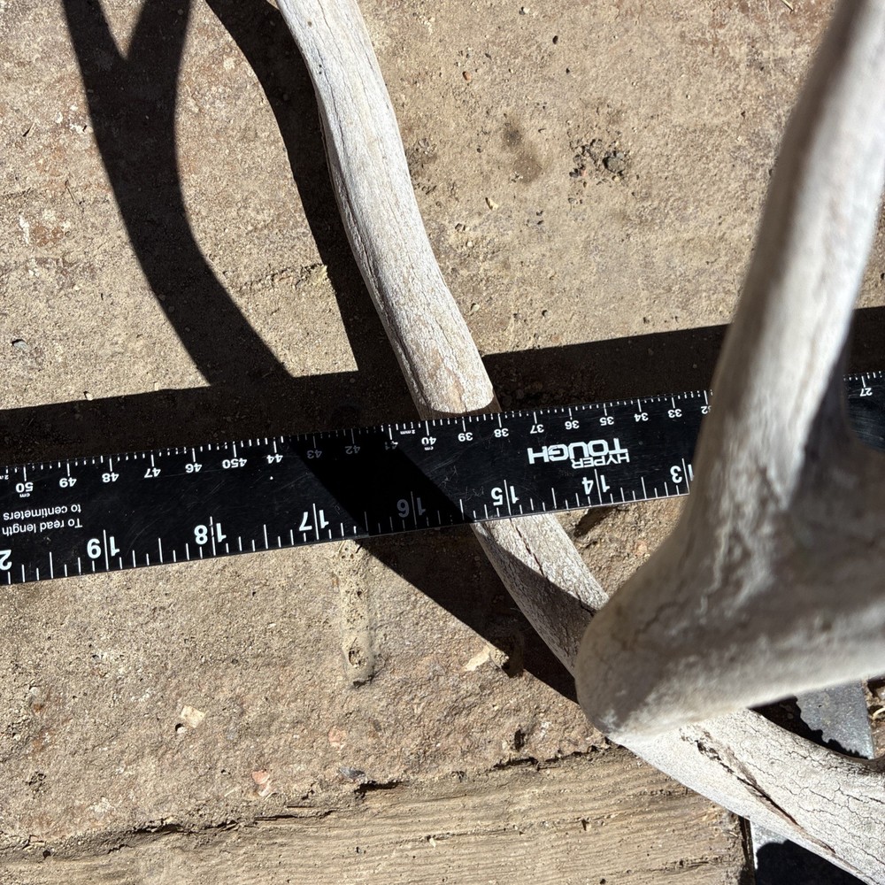 Mule Deer Skull Plate