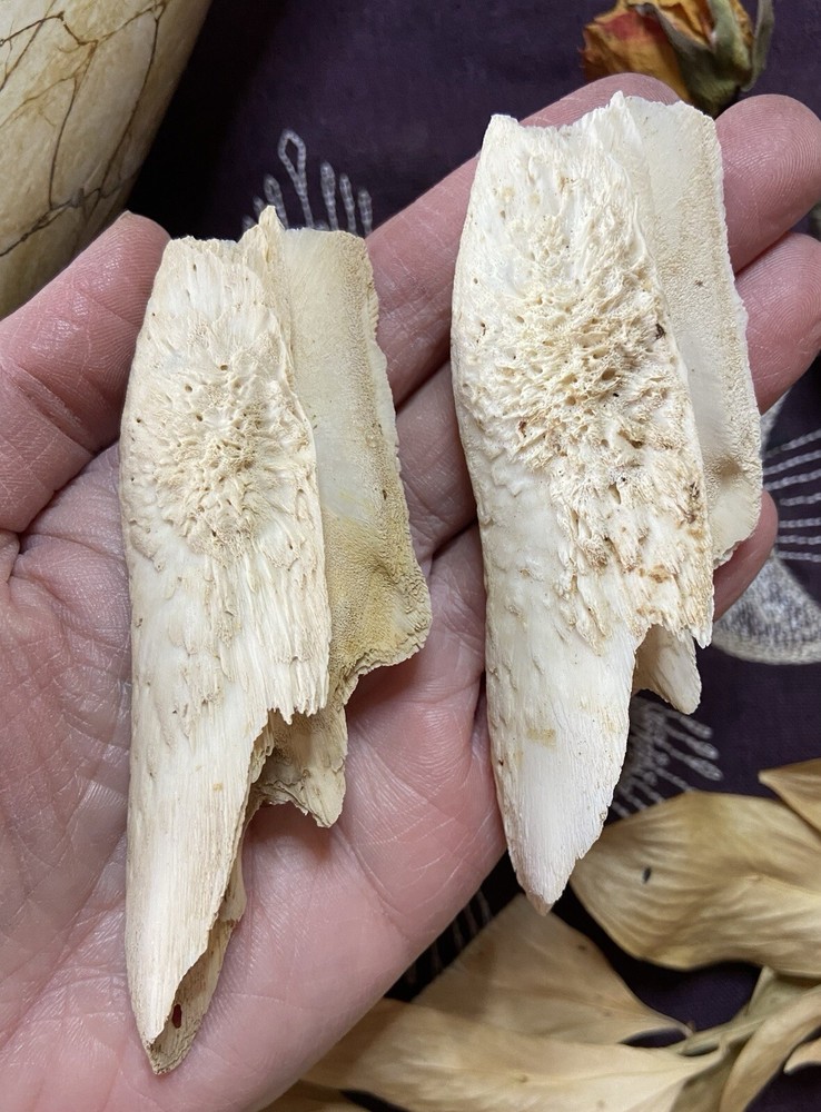 One Ethically Sourced Alligator Maxilla Bone Half, Upper Jaw Bone, Real Bone