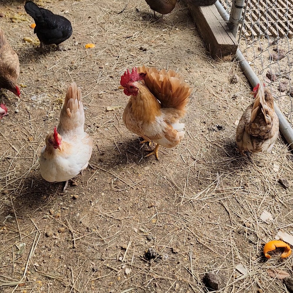 24+ Serama Bantam Hatching Eggs 4-H