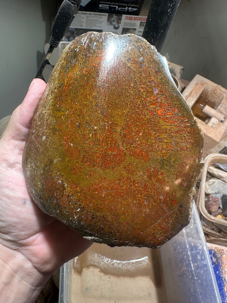 Dinosaur bone polished 3.5 lb large cell specimen.