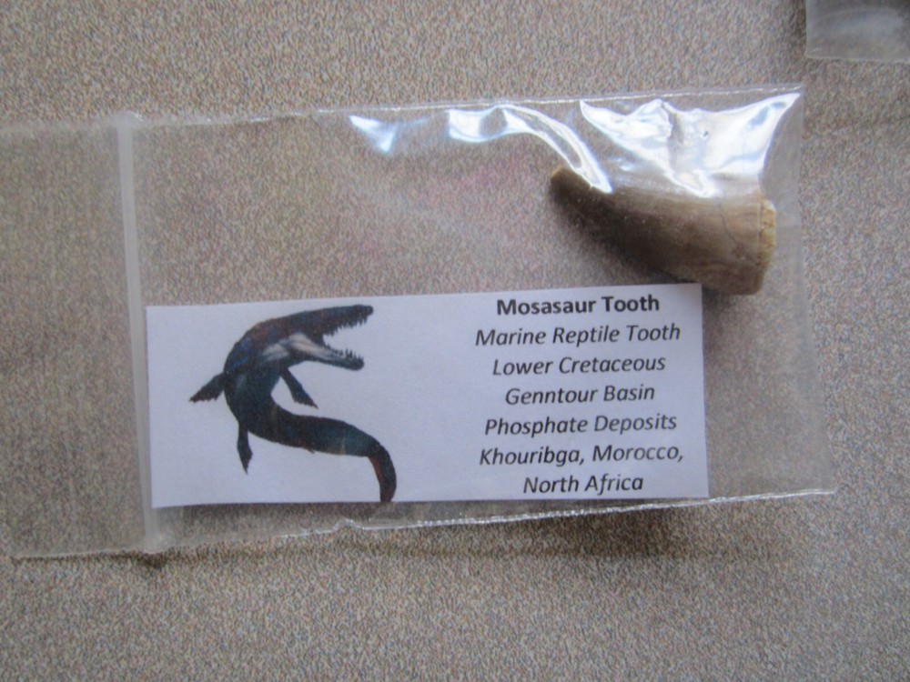 Dinosaur, Mammal, Sharks Teeth Kit