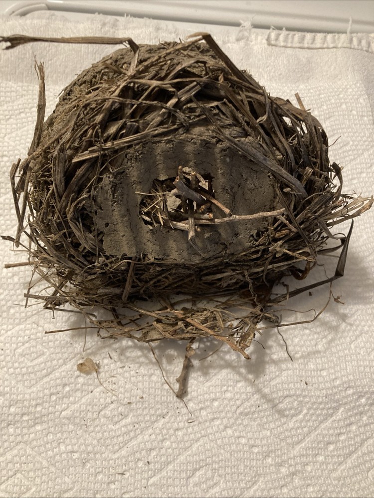 Bird nest
