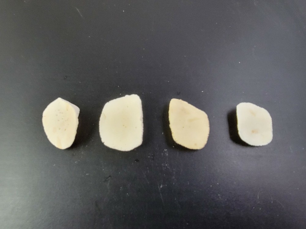 Gator ALLIGATOR BACK SCUTE bone bones BONY skutes croc weird OSTEODERMS CLEAN