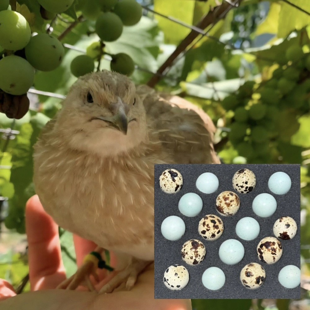 (60+ Total) 30 Celadon Blue/30 AssortedCoturnix Quail Hatching Eggs