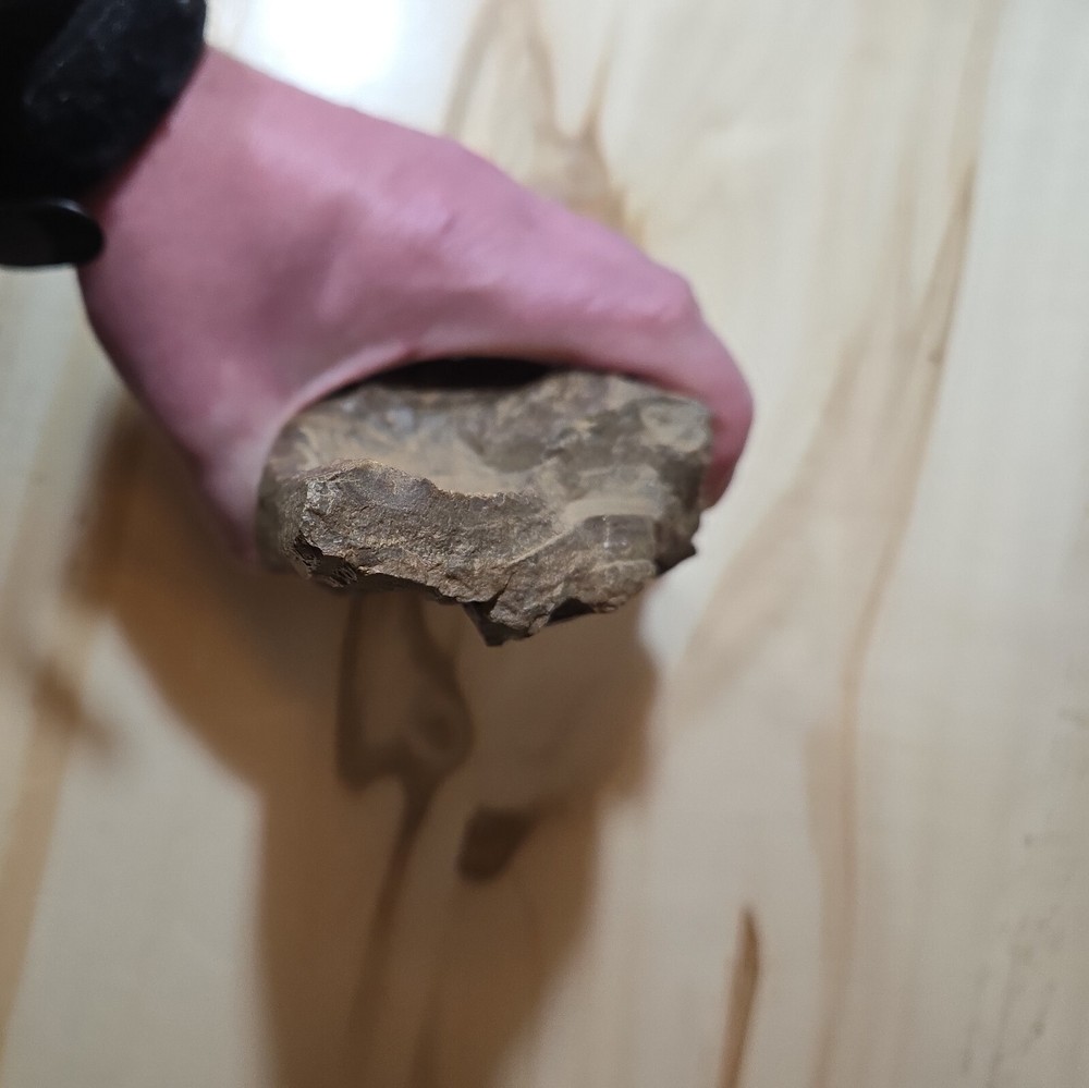 Amazing Petrified Wood Sample
