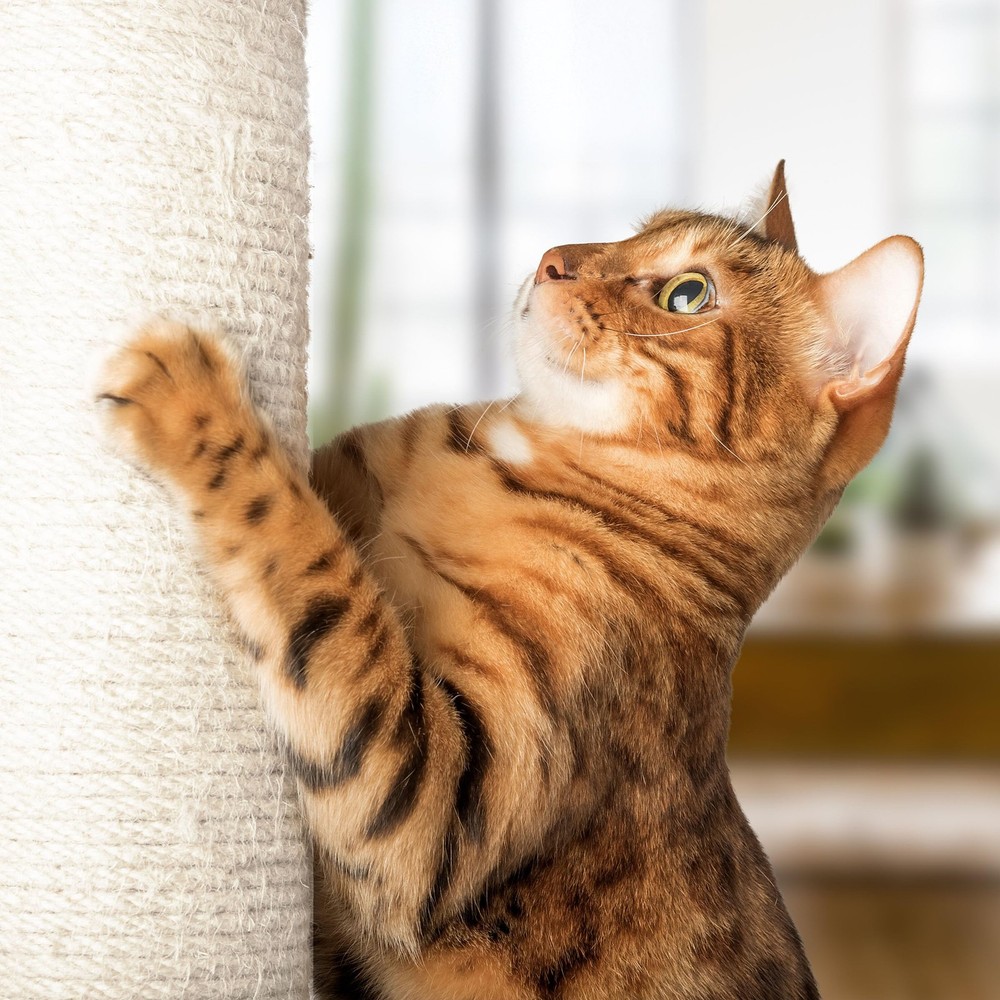 PETMAKER Cat Tree and Scratcher- Two Sisal Scratching Posts, Hammock Style Loung