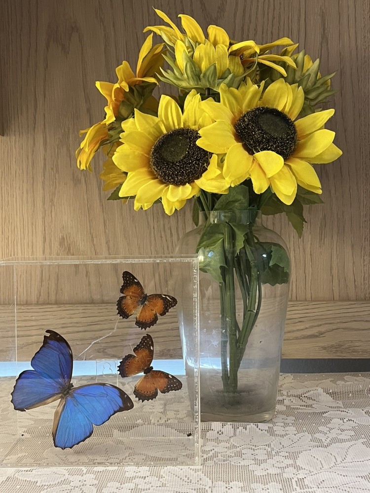 Blue Morpho Butterfly