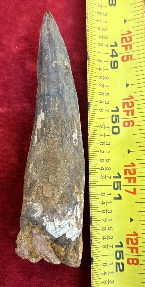 3 1/2 inch spinosaurus tooth