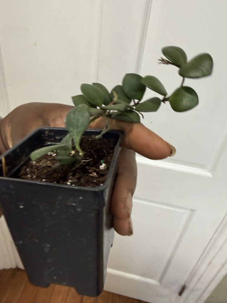 Hoya Carmalae Rare Plant
