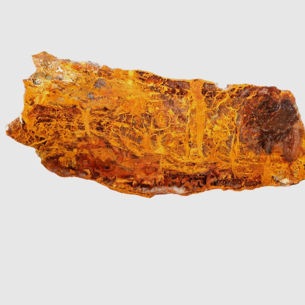 Madagascar Petrified Wood Slab - Lightning Strike Gold Patterns