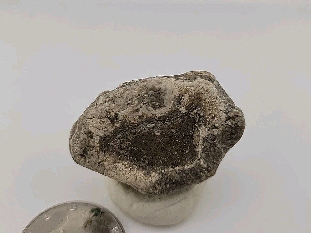 Real Permineralized Reptile Egg Fossil