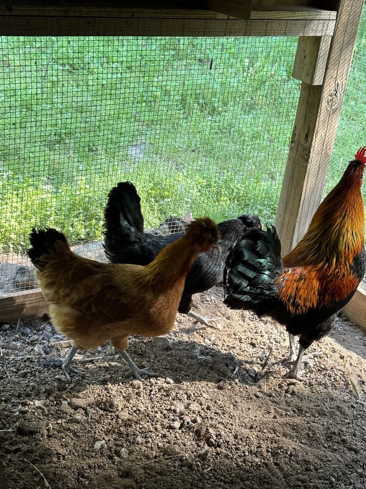 8 Shetland Hen Hatching Eggs🏅🏅Very Rare🏅🏅
