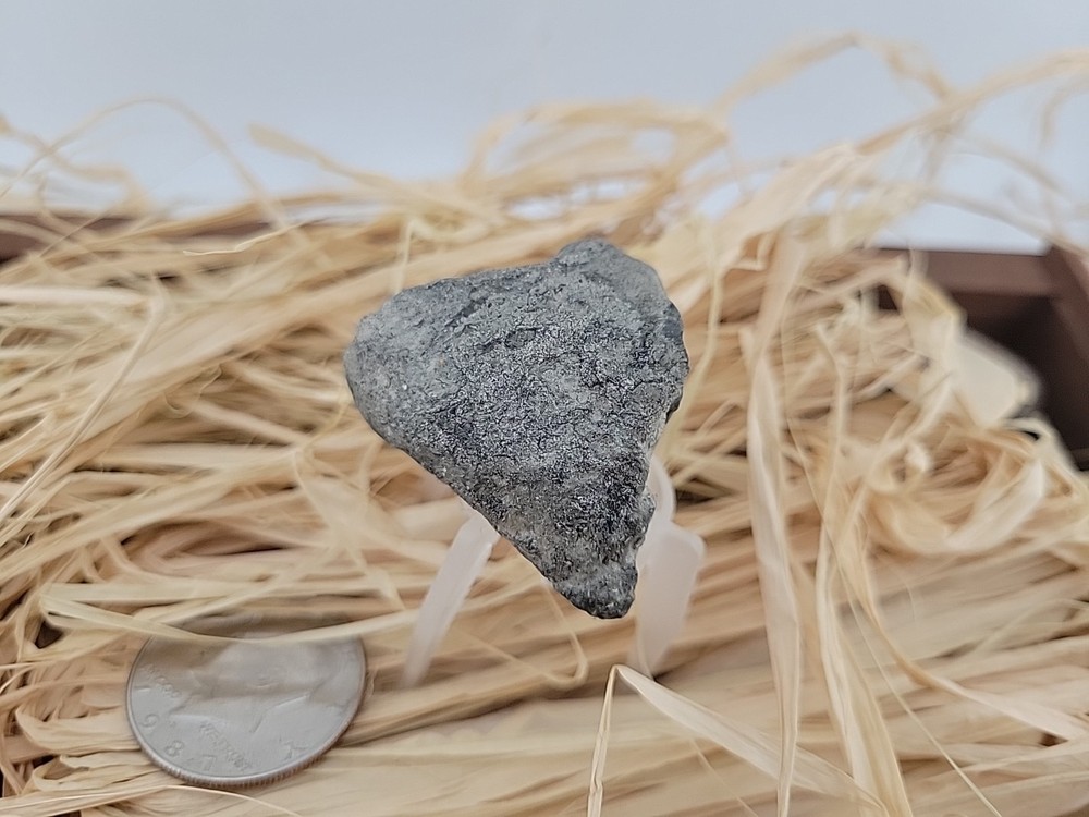 Permineralized Claw Fossil Super Rare