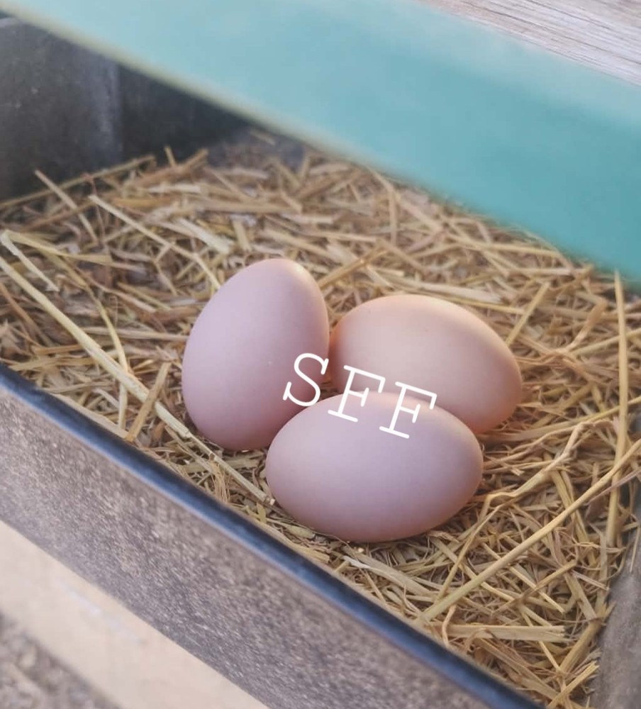 6pk *RARE* BBS Langshan Hatching Eggs