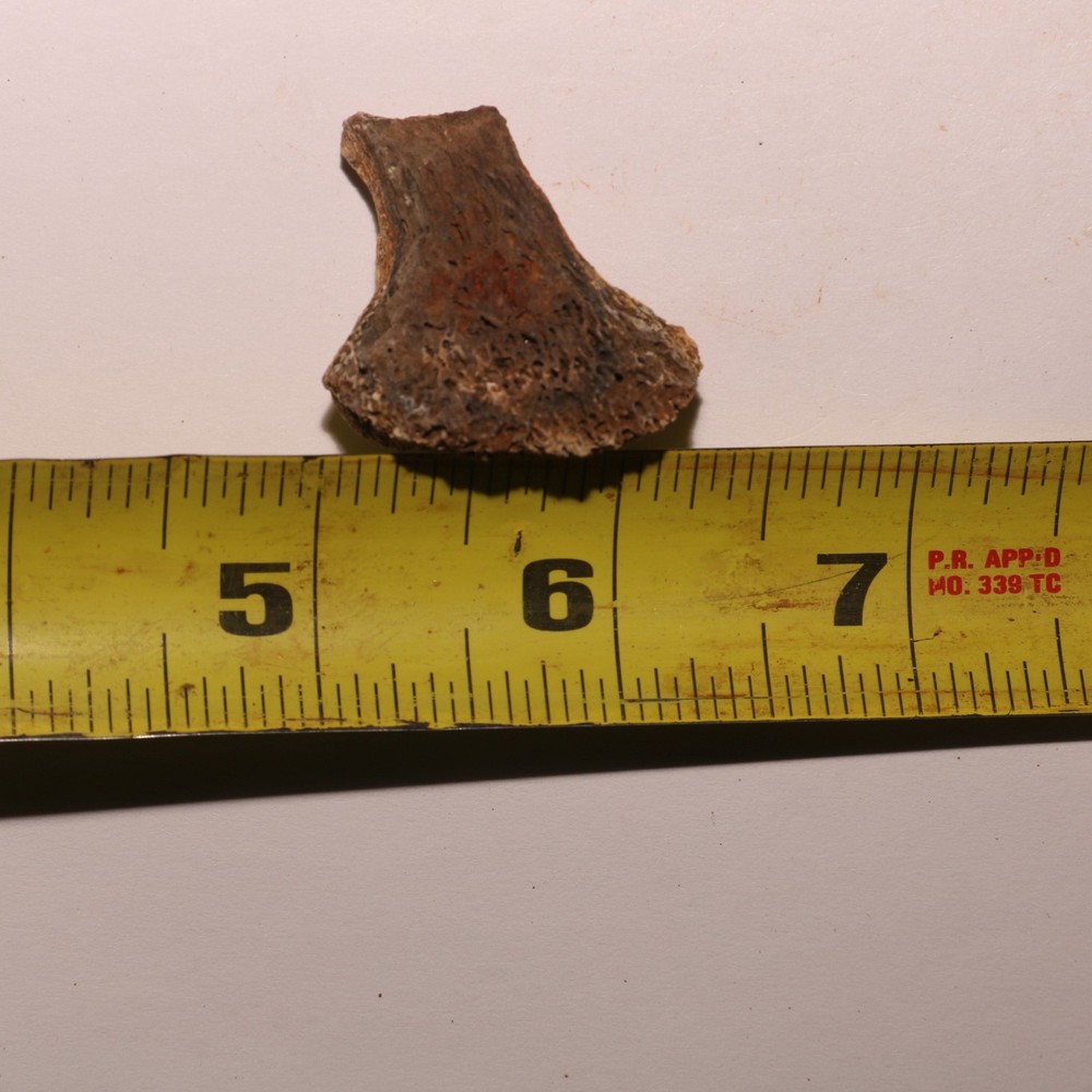 Small Dinosaur Vertebrae Process - Dino Fossil Hell Creek Formation CRETACEOUS