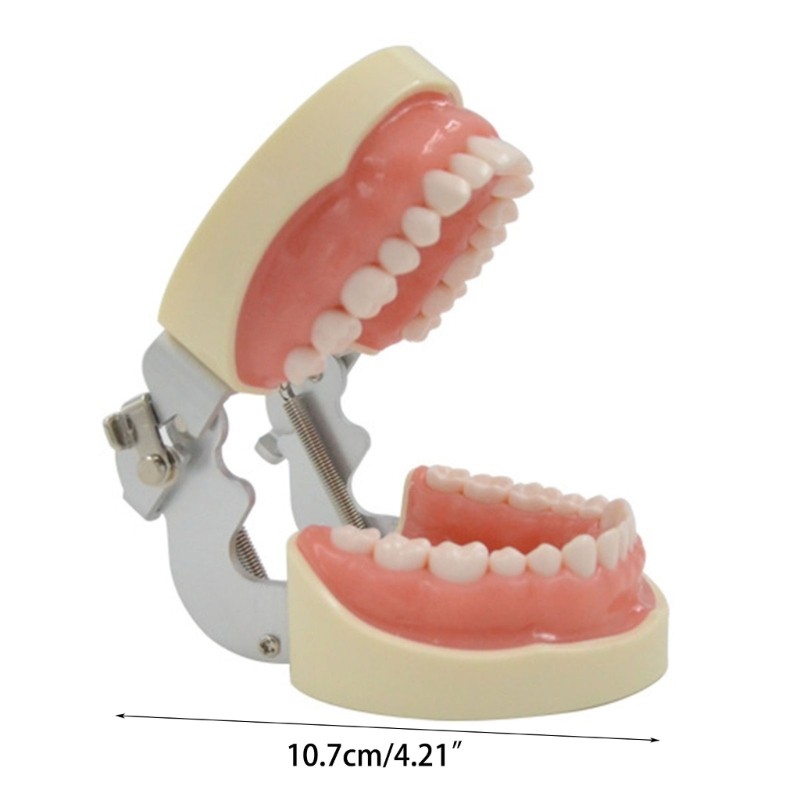 Teeth Model Teaching Model Soft Gums Removable 32 Teeth, for Dentistry Students