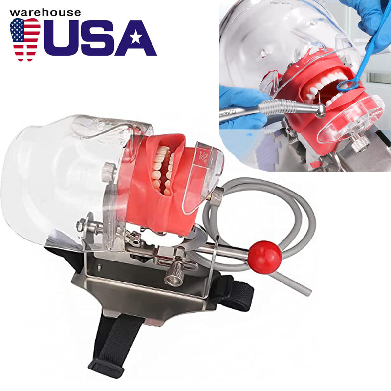 USA - Dental Simulator Mannequin Head Teeth Model Teaching Practicing Head Mold