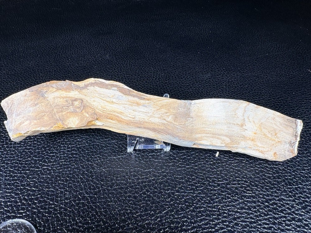 Opalized Petrified Wood Display Specimen From Oregon's Blue Mountains