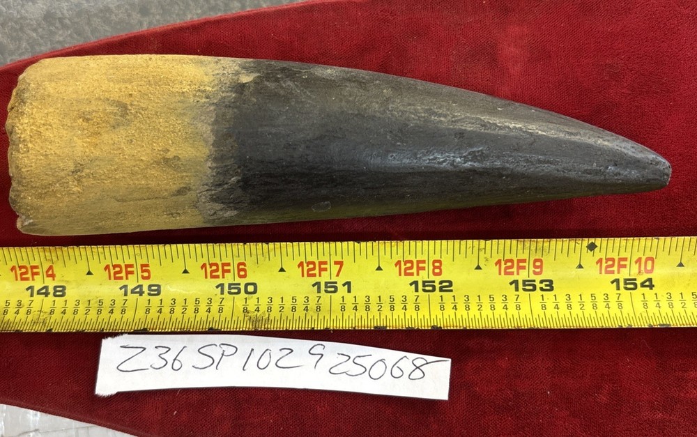 Authentic 6 1/8” Spinosaurus Tooth Fossil