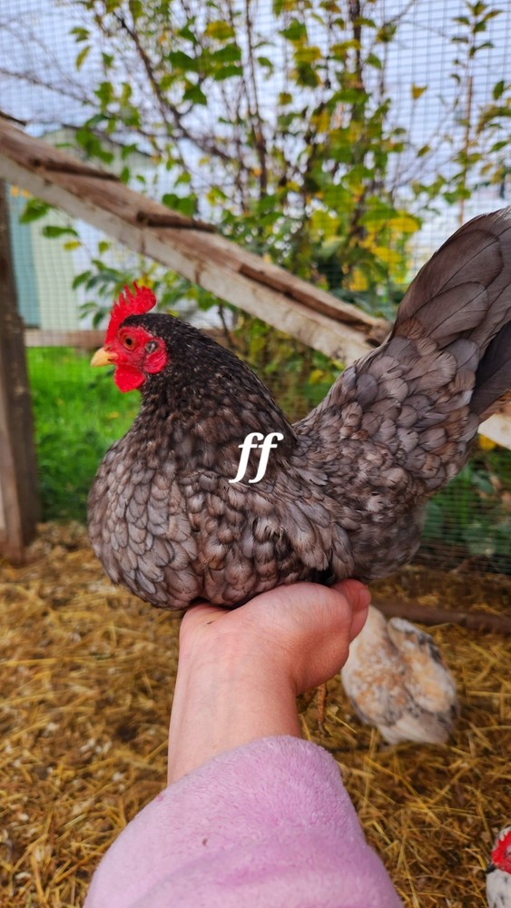 12Serama Hatching Eggs