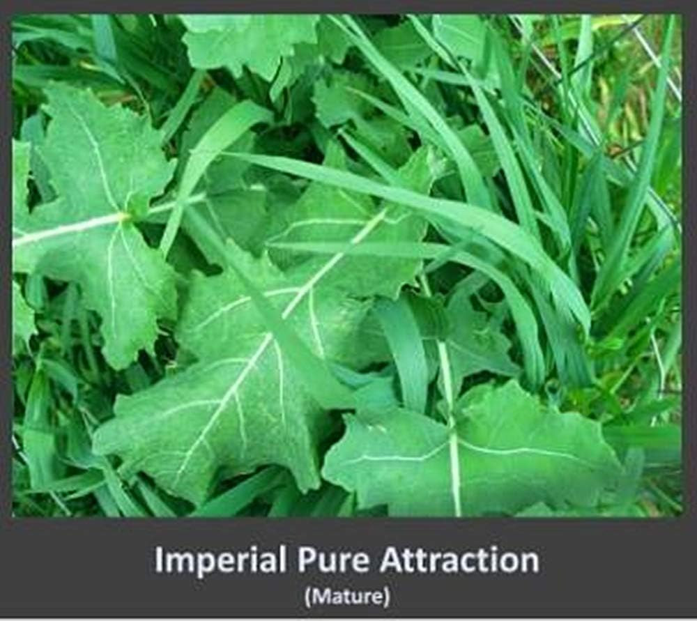 Pure Attraction Food Plot Seed .5 Acres or 26 Lbs.