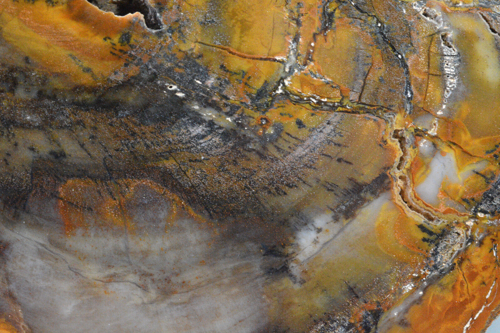 Petrified Wood Round, Saddle Mountain, Washington
