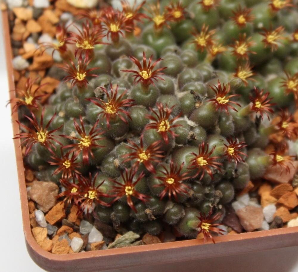 Conophytum stephanii helmutii seeds 20 pcs
