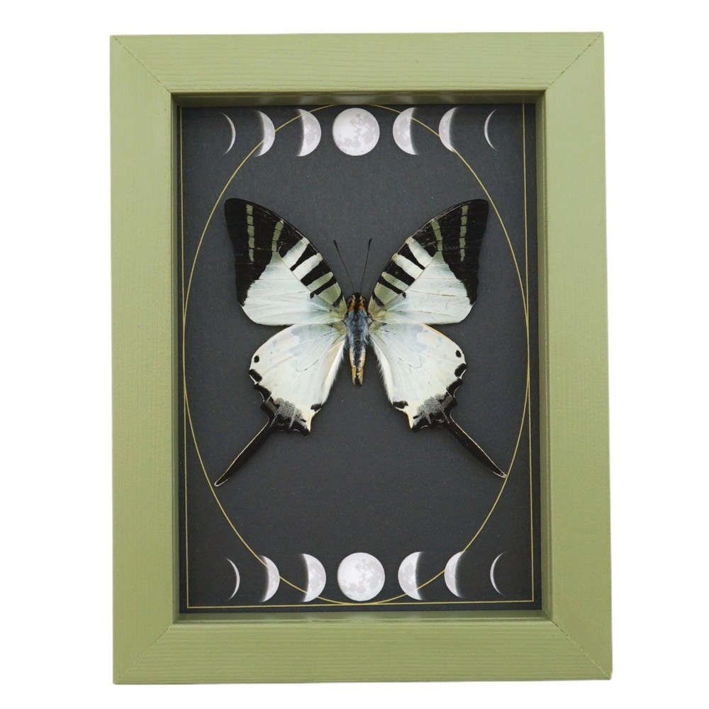Graphium antiphates Butterfly Framed White Swallowtail Moon Phases Sage Green