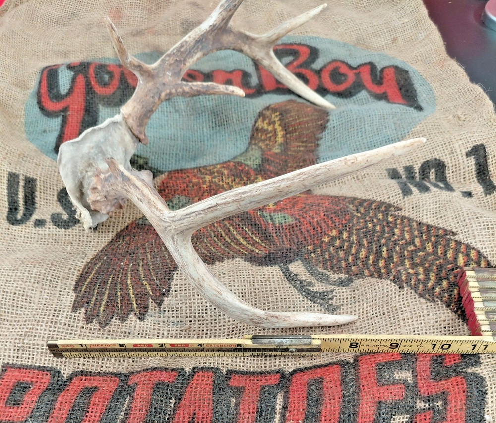 whitetail deer antlers