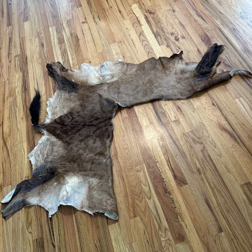 African Antelope Partial Hide (Back Half) – (Left Front) Tanned