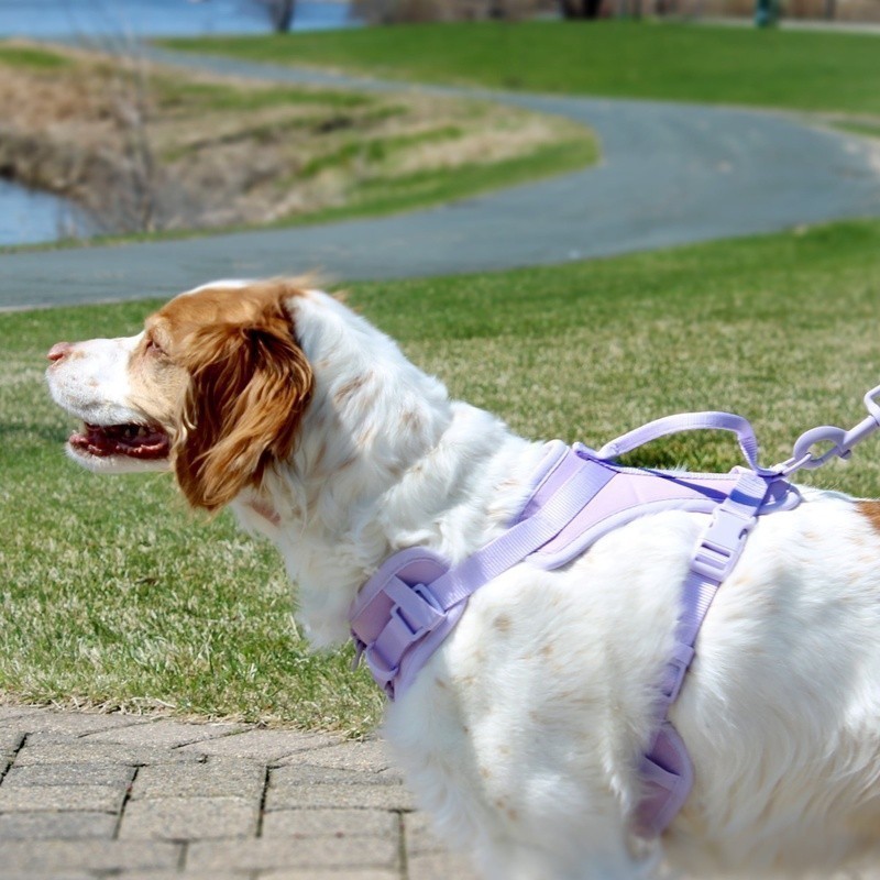 Adjustable Dog Harness Neoprene Comfort Control Large Secure Leash Attachment US