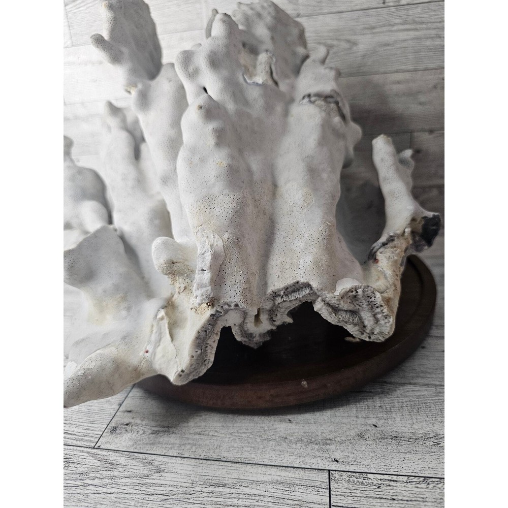 Large Natural Coral Specimen