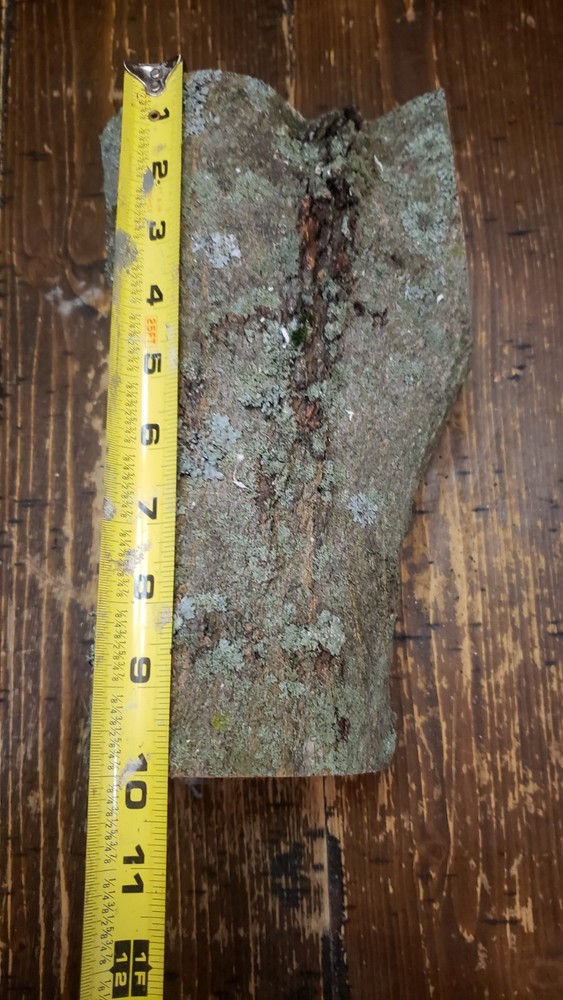 MAPLE Turning Crotch Log 10" Long M4111