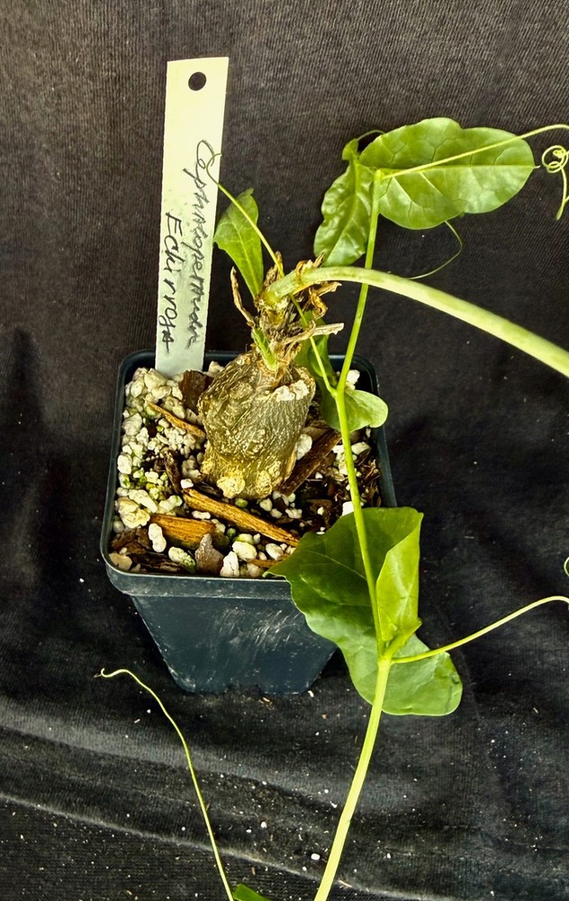 Cephalopetandra ecirrhosa , caudiciform