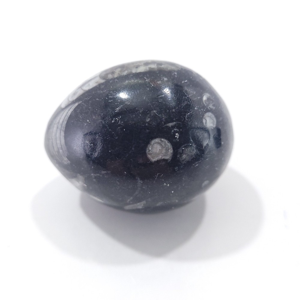 Orthoceras Fossil Egg