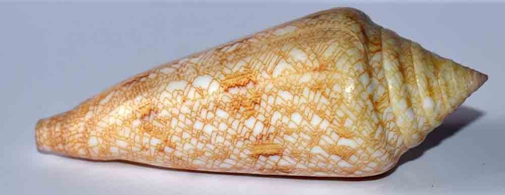 SHELLS - CONUS GLORIAMARIS - 84mm