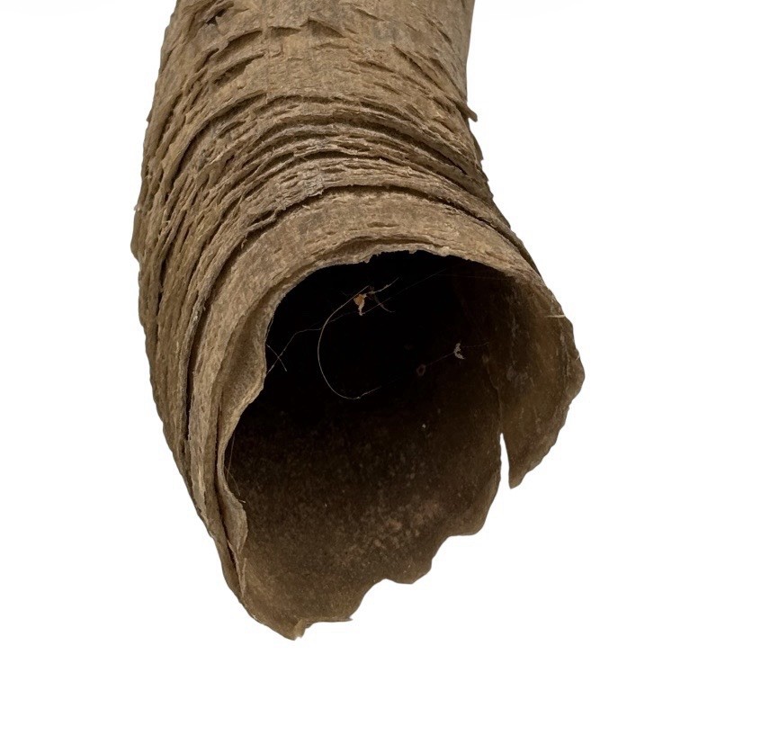 2 Bull Horns