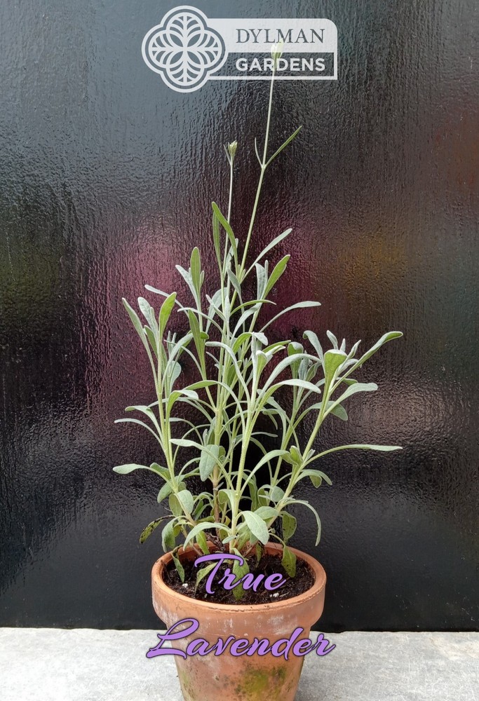 True Lavender (Lavandula angustifolia) Herb - Dwarf Lavender - Multiple Sizes
