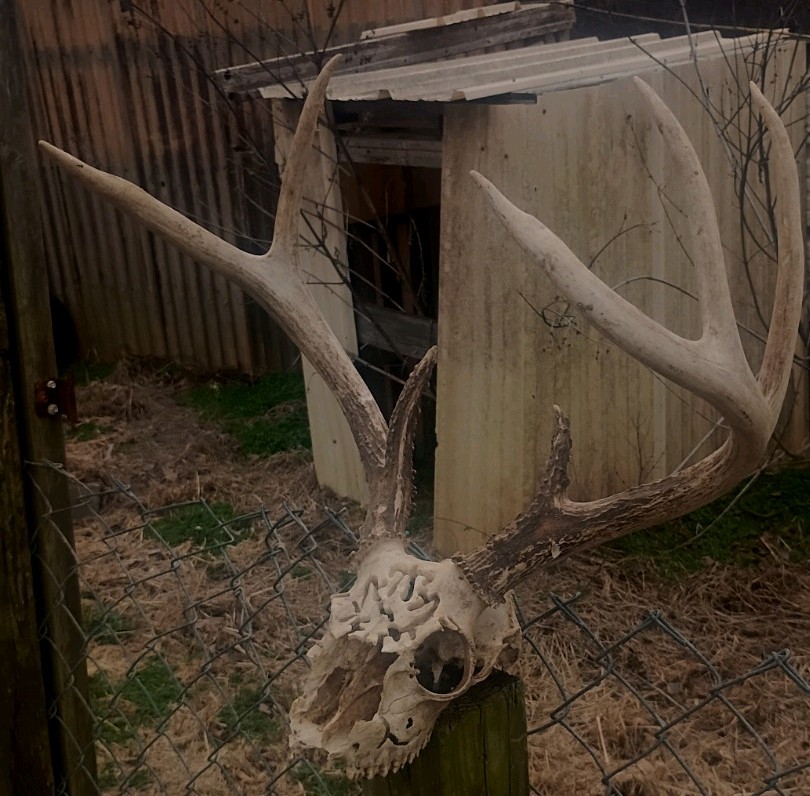 Wide 7 Point Whitetail Deer Rack
