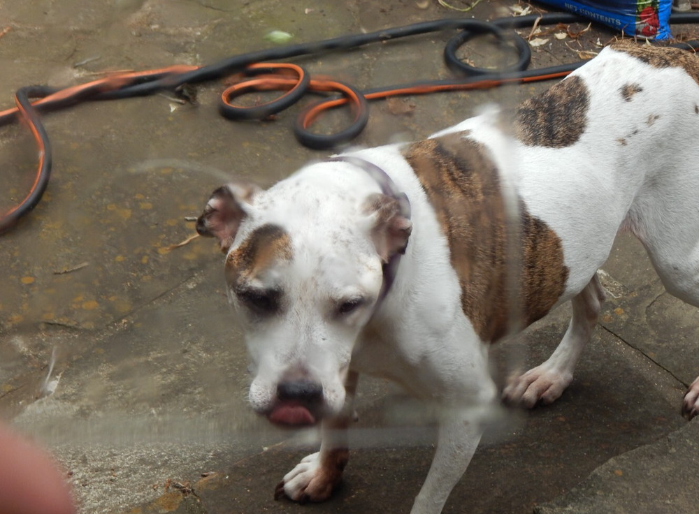 Hoyarex 242 Softener A Filter