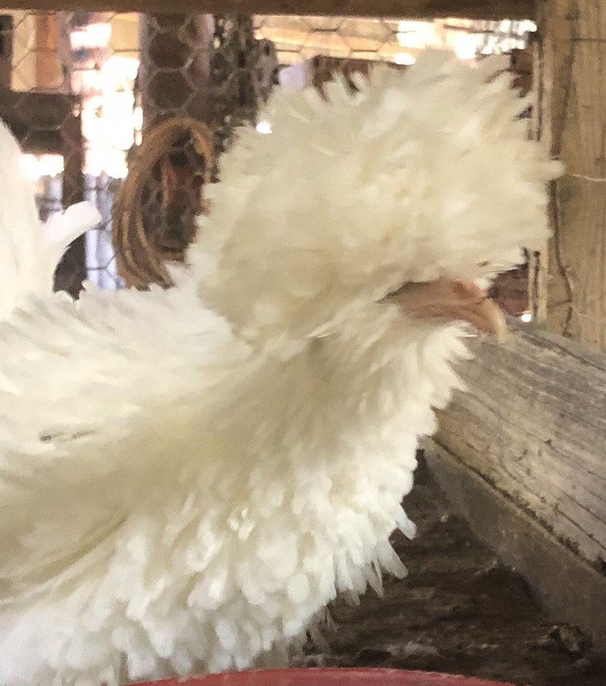 White Polish Frizzle Bantam Hatching Eggs 15+NPIP