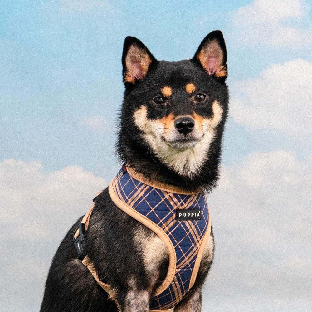 Corwin Dog Harness A Over-The-Head Checkered Pattern Navy Medium Small Dogs