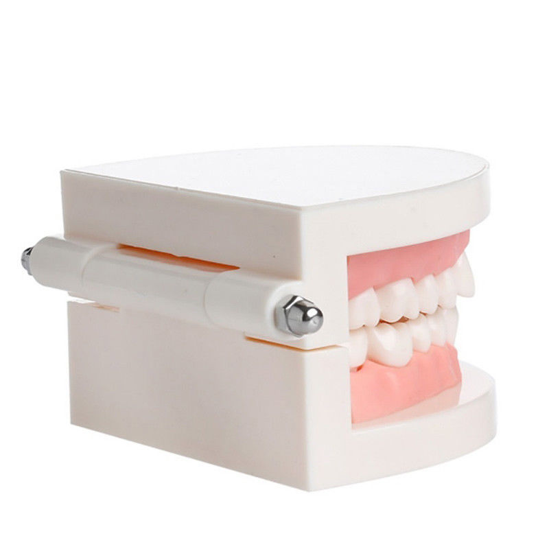 New Dental Teaching Study Adult Standard Typodont Demonstration Teeth Model
