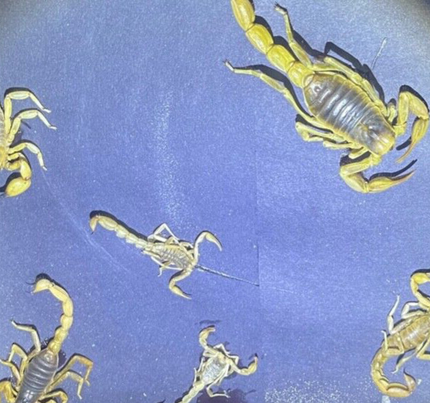SEE FLUORESCING SCORPIONS in a SPECIAL VIEWING BOX - Includes BLACKLIGHT L@@K!