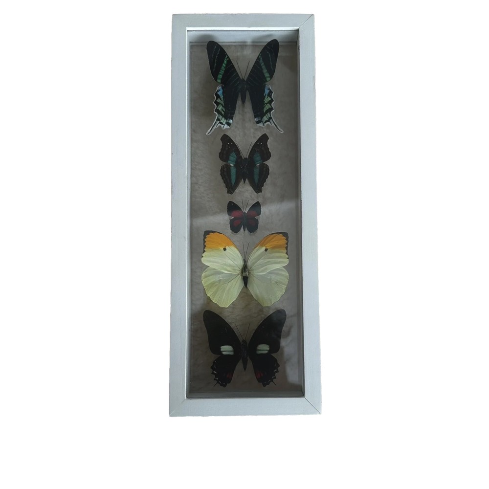 Real Framed Butterfly Specimen Display Shadow Box Swallowtail Entomology Art